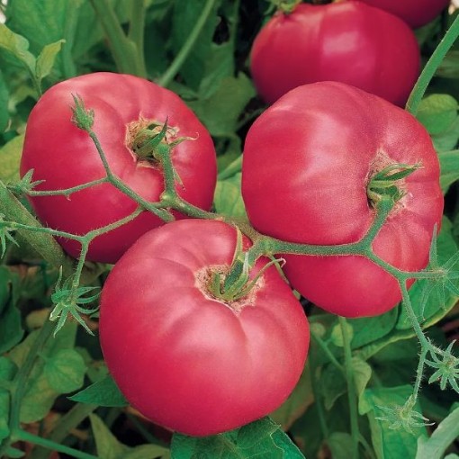 Brandy Boy Tomato Seeds TM957-10