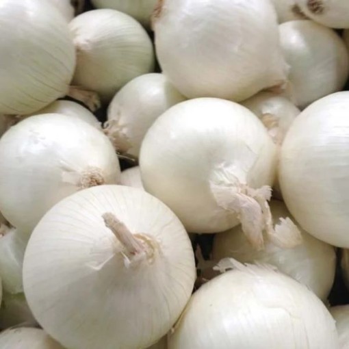 Southport White Globe Onions ON40-100