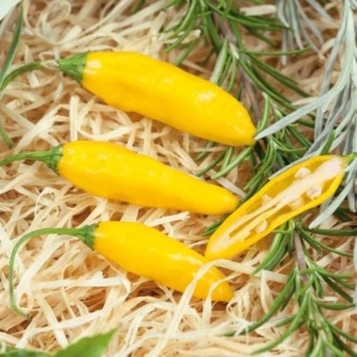 Cumari Verdaderia Yellow Peppers HP2217-10