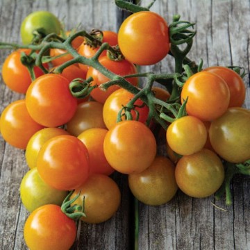 Sungold Select Tomato Seeds