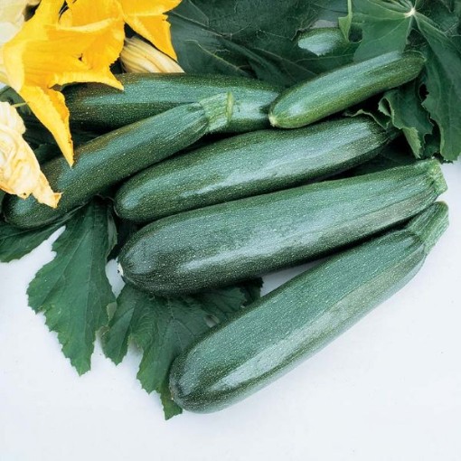 Zucchini Elite Squash SQ102-20