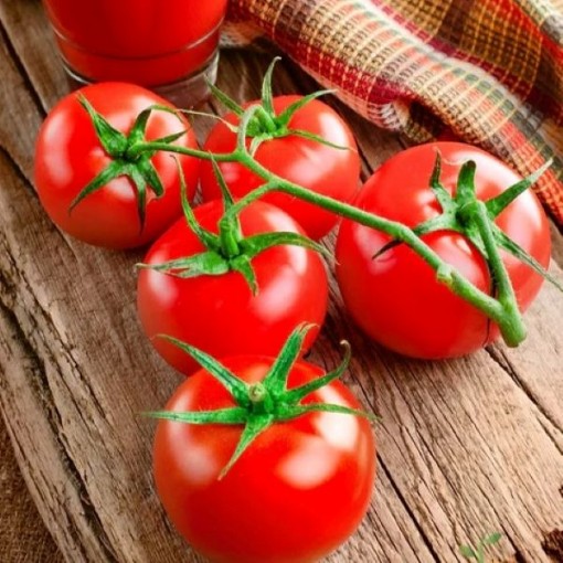 Bonny Best Tomato TM17-20