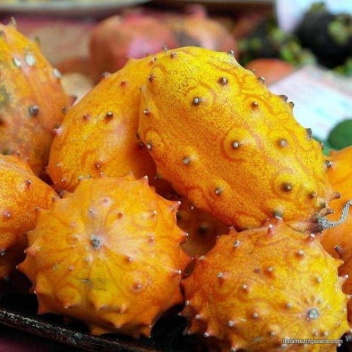 Kiwano Melons (African Horned/Jelly Melon) CU62-10