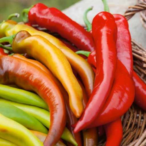 Mexican Sunset Peppers HP72-10