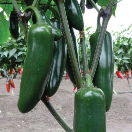 Jedi Jalapeno Peppers HP124-10