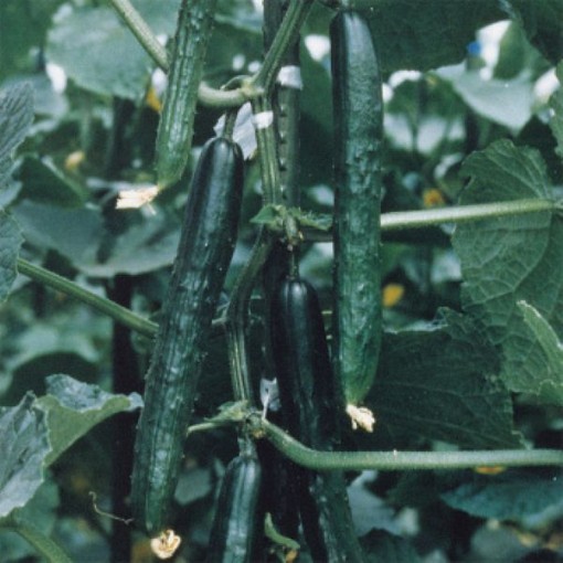 Tasty King Cucumbers CU28-10