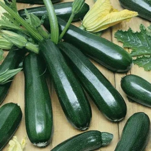 Black Beauty Zucchini Squash SQ2-20