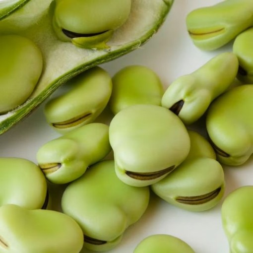 Aquadulce Fava Beans BN113-25