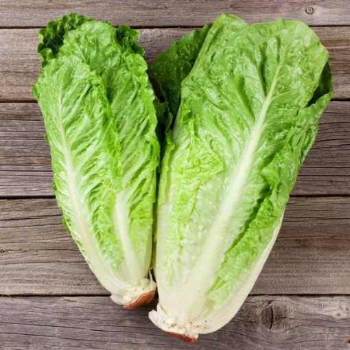Parris Island Cos Lettuce LC31-250