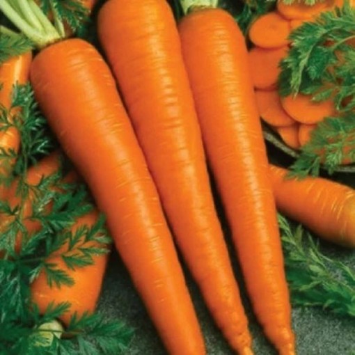 Imperator 58 Carrots CT9-250