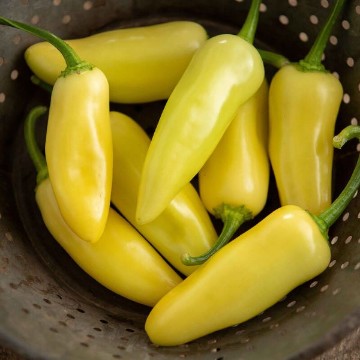 Arriba Jalapeno Pepper Seeds