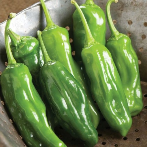 Mellow Star Shishito Peppers HP443-10