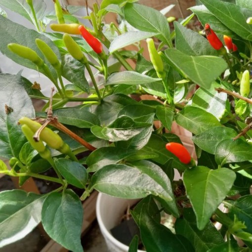 Siling Labuyo Peppers HP1161-10
