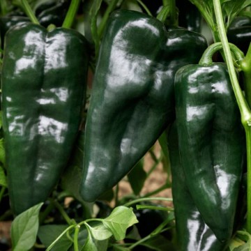 Sargento Poblano Pepper Seeds