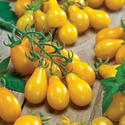 Yellow Pear Tomato TM105-20