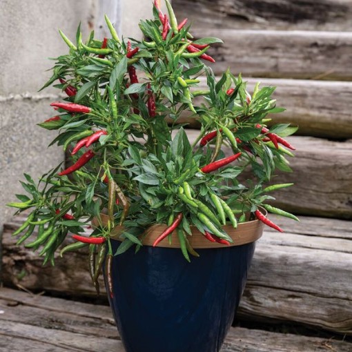 Bottle Rocket Peppers HP863-10