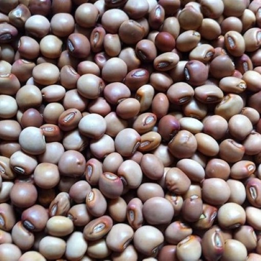 Pigeon Peas BN143-50