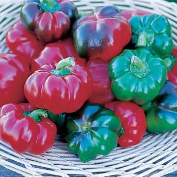 Tennessee Cheese Pepper Seeds