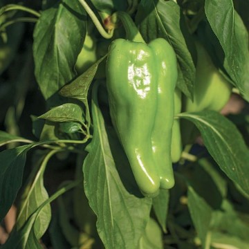 Nassau Cubanelle Pepper Seeds