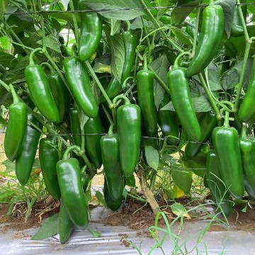 Unicron Jumbo Jalapeno Pepper Seeds