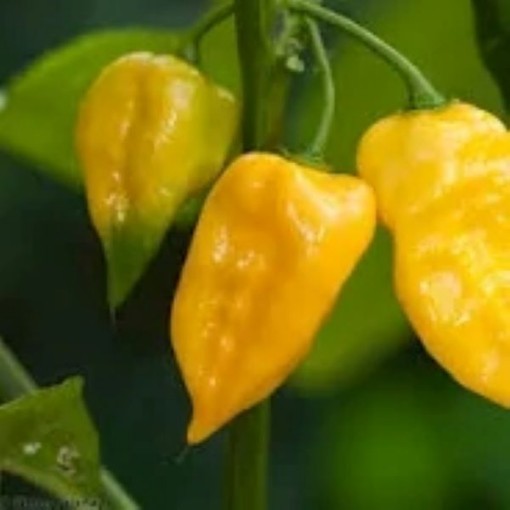 Habanero Lemon Peppers HP2025-20
