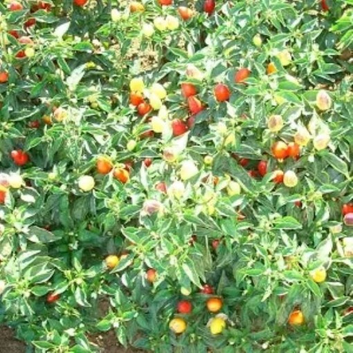 Cuban Chile Peppers HP746-20