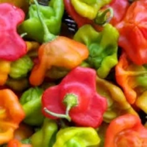 Cambuchi Peppers HP893-20