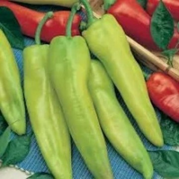 Green/Yellow to Red Hot Peppers | Reimer Seeds