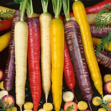 Rainbow Blend Carrot Seeds