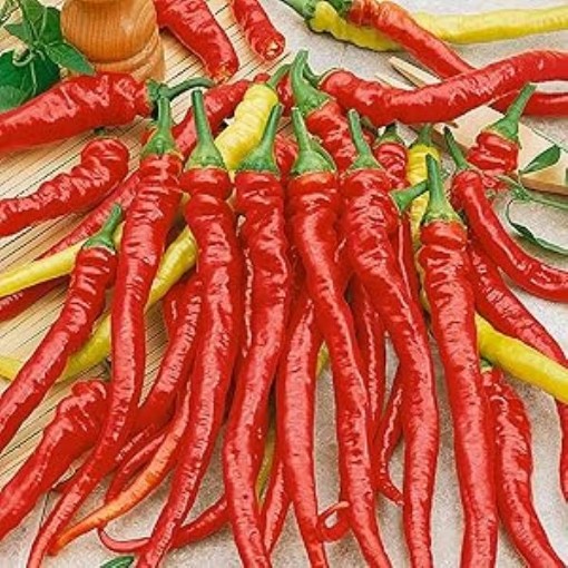 Ristra Cayenne Peppers HP908-20