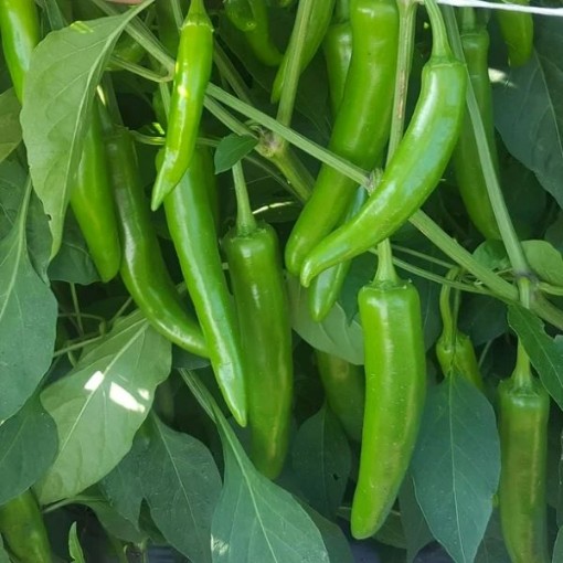 Gochujang King Peppers HP909-20