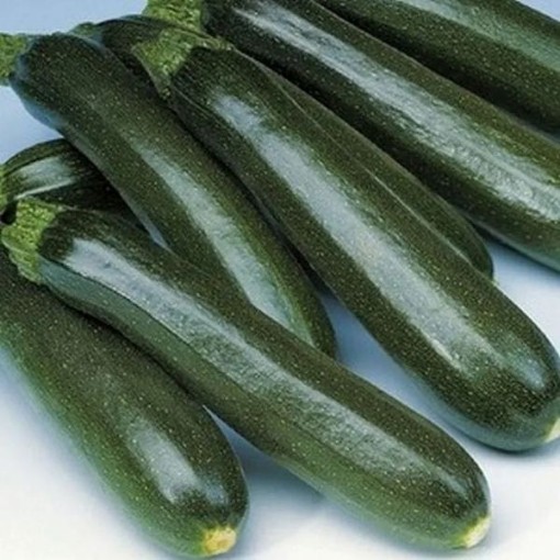 Dark Green Zucchini Squash SQ47-20