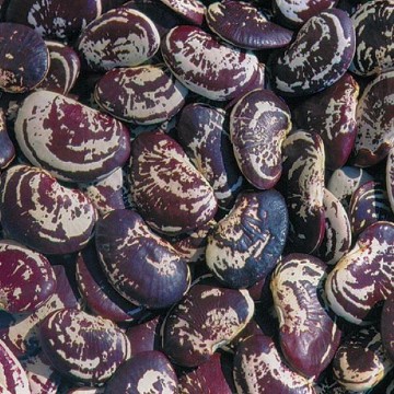 Christmas Lima Bean Seeds