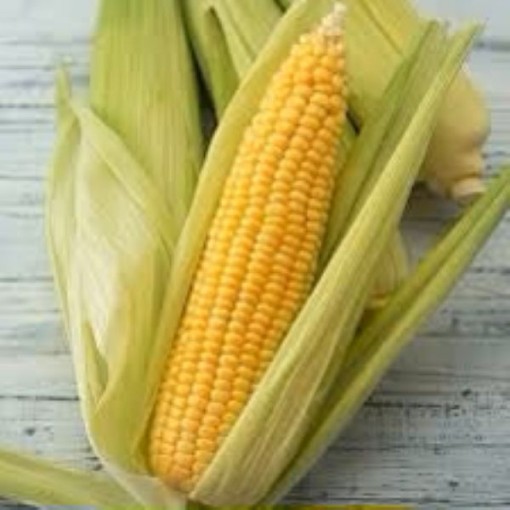 Golden Queen Corn CN15-50