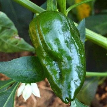 Ancho Sanchez Pepper Seeds