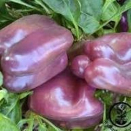 Rose Peppers SP33-10