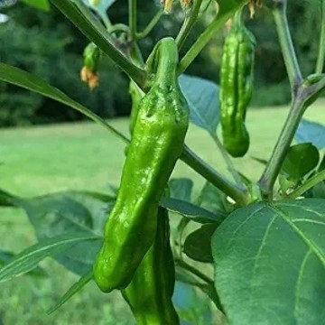 Manganji Pepper Seeds