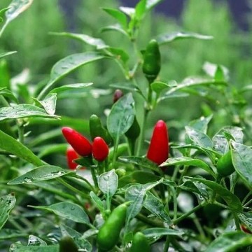 Kanthari Pepper Seeds