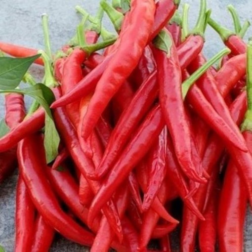Finger Hot Peppers HP1127-10