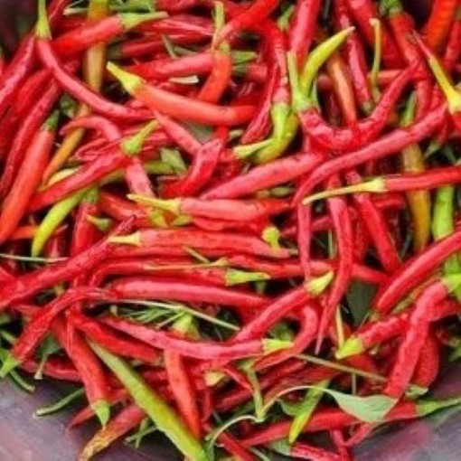 Guntur Sannam Peppers HP1123-10