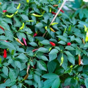 African Birdseye Pepper Seeds