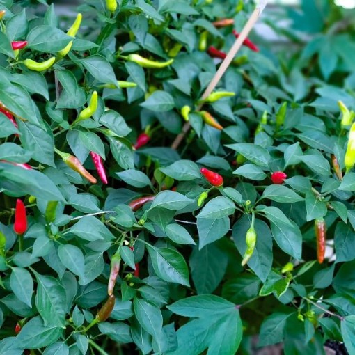 African Birdseye Peppers HP2319-10