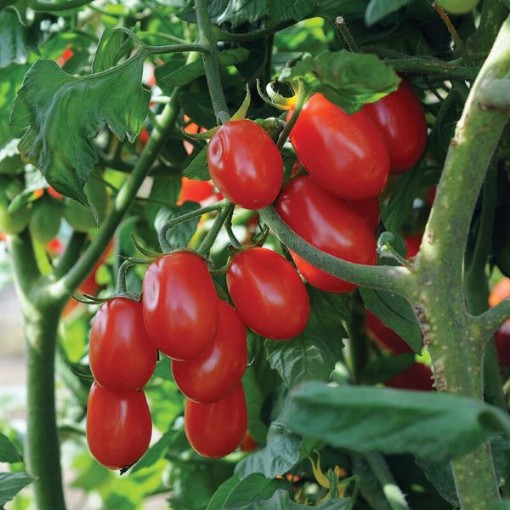 Red Pearl Tomato TM967-10