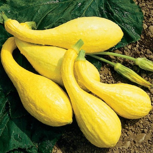 Yellow Crookneck Squash SQ23-20