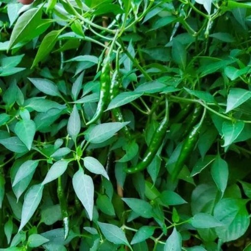 Korean Dark Green Peppers HP1087-10