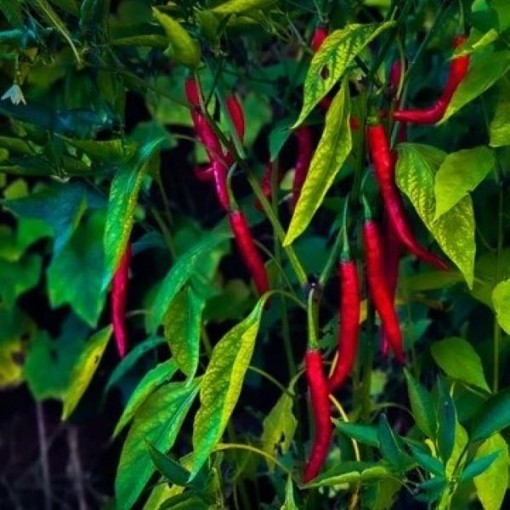 Kashmiri Peppers HP1110-10