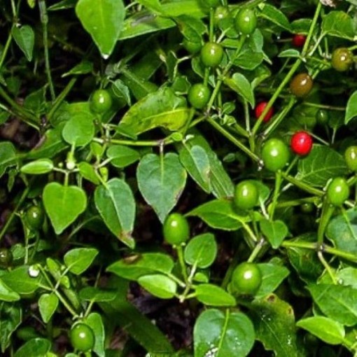 Wild Chiltepin Peppers HP1077-10