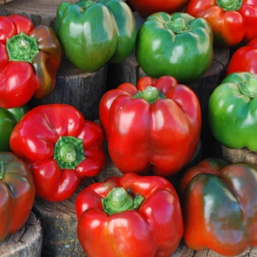 Bull Nose Sweet Peppers SP267-20