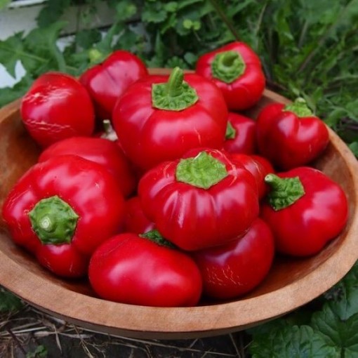 Ashe County Pimento Peppers SP382-20