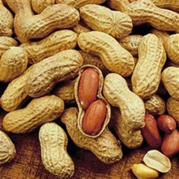 Jumbo Virginia Peanut Seeds